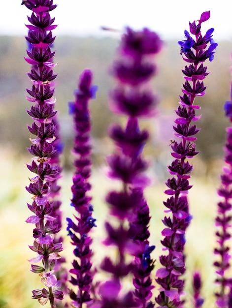 Ukrainian skullcap Scutellaria baicalensis Traditional medicine soft focus High quality photo