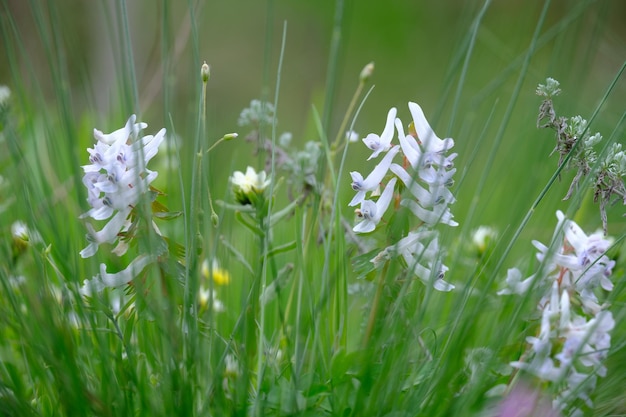 Ukranian bluebells Hyacinthoides nonscripta selective focus and diffused foreground in spring early morning sunlight