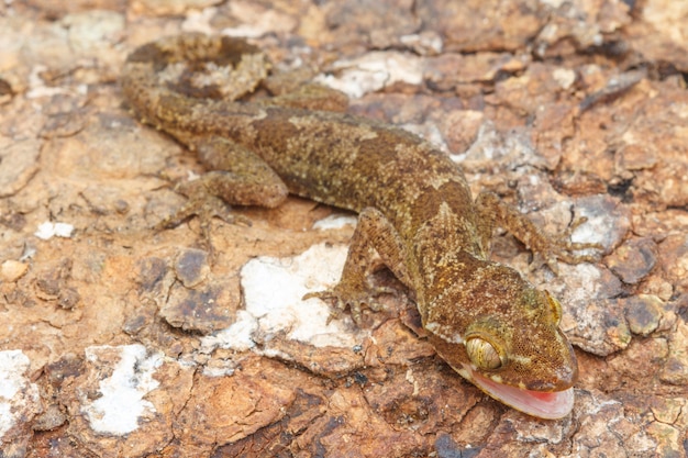 Ulber's Gecko in tropical forest