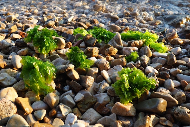 Ulva a genus of marine green algae of the Ulvaceae family Many species are edible sea lettuce Algae are thrown onto the pebbles by a wave Montenegro Adriatic sea Mediterranean Bay of Kotor