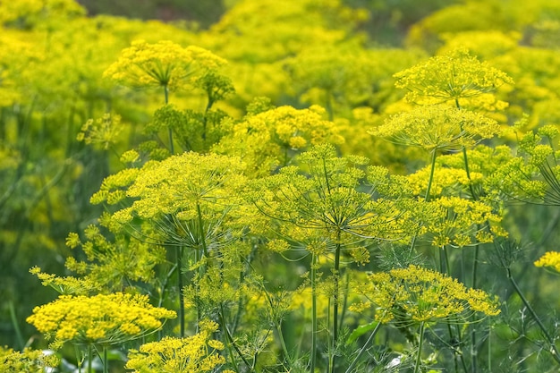 Umbrellas of dill in the garden Growing dill in the garden