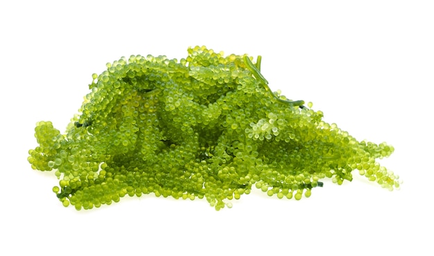 Umi-budou, grapes seaweed or green caviar isolated on white background