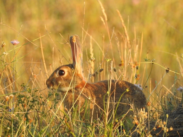 Un conejo entre la vegetacion de verano