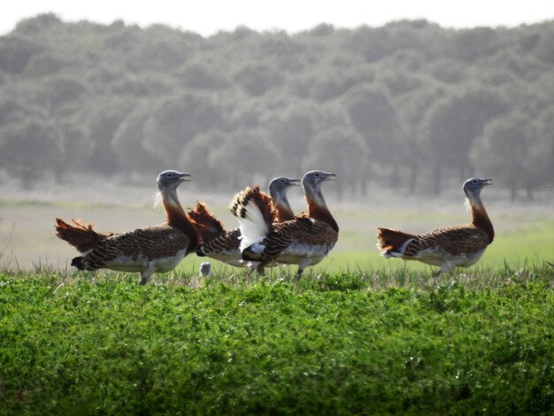 Un grupo de avutardas en el camp