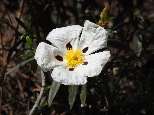 Una sola jara en flor