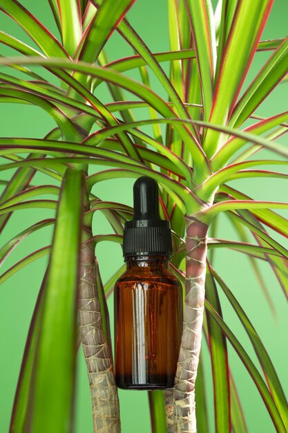 Unbranded serum bottle with leaves on dracaena marginate plant Face and body care spa concept Nature cosmetic in glass bottle with a pipette