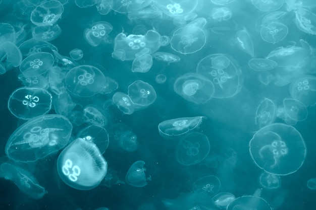 Undersea jellyfish background