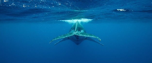 Underwater back view of a humpback whale swimming near the surface