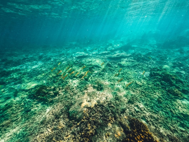 Underwater at the beach on the island