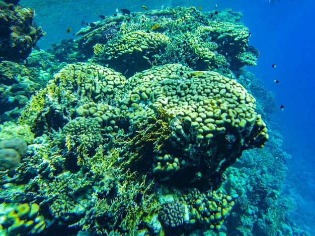 Underwater beach of the red sea. underwater life in clear water corals fish plankton