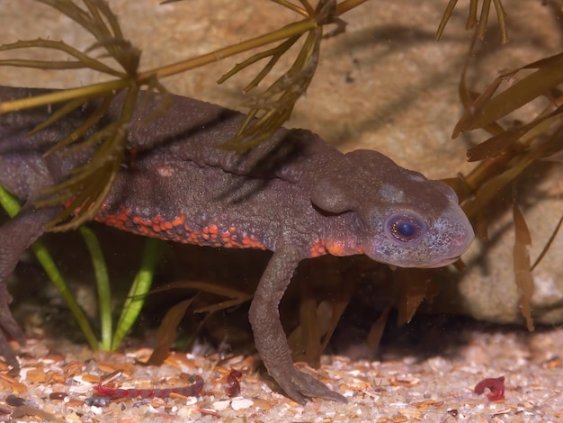 Photo underwater closeup on a colorful aquatic male japanese fire-bellied newt  cynops pyrrhogaster