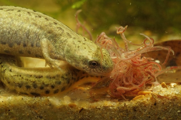 Photo underwater closeup of a female italian newt lissotriton italicus feeding on tubifex