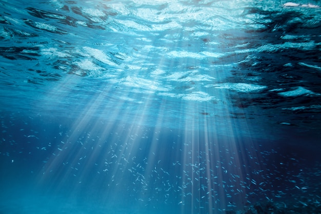 Underwater coral reef on the red sea