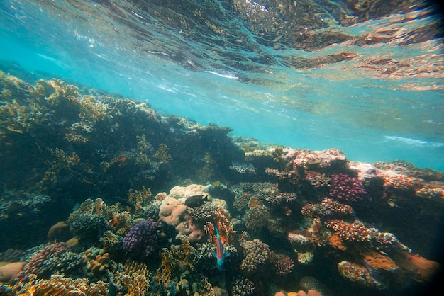 Underwater coral reef on the red sea