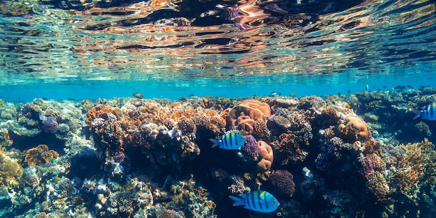 Underwater coral reef on the red sea