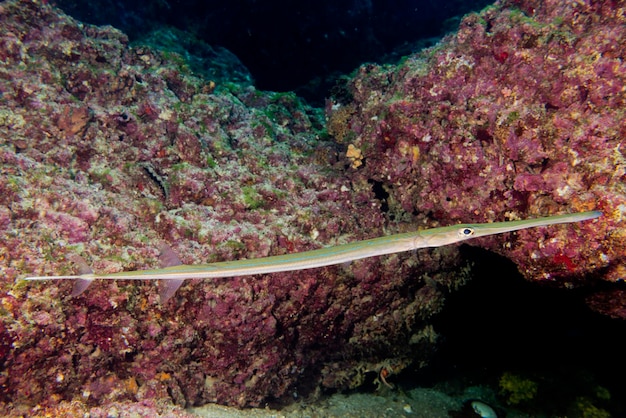 Underwater Cornetfish portrait close up