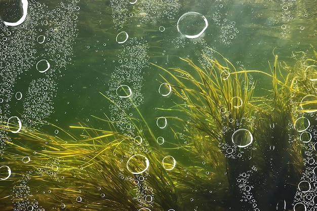 underwater fresh water green background with sun rays under, water