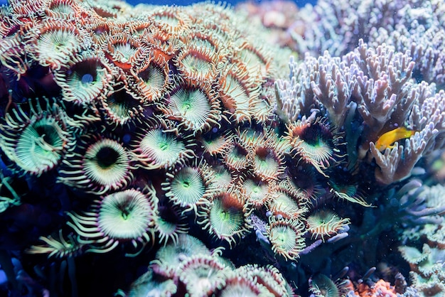 Underwater Image of sea plants and algae in the Sea