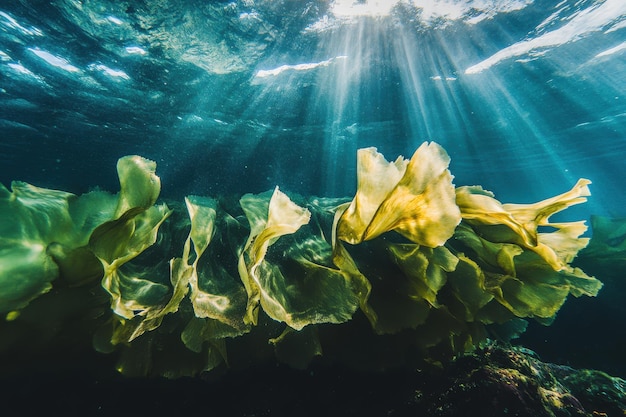 Photo underwater kelp forest illuminated by sunlight in coastal waters during the afternoon