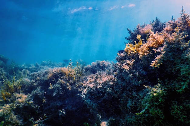 Underwater landscape reef with algae, Blue underwater background