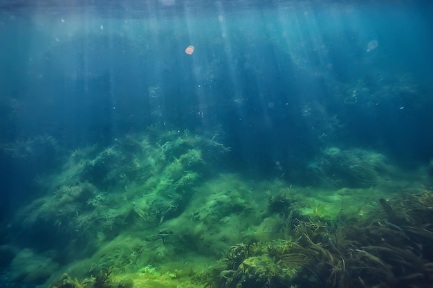 underwater landscape reef with algae, sea north, view in the cold sea ecosystem