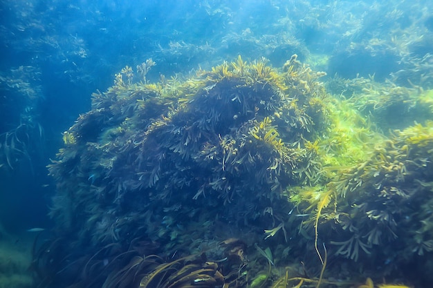 underwater landscape reef with algae, sea north, view in the cold sea ecosystem