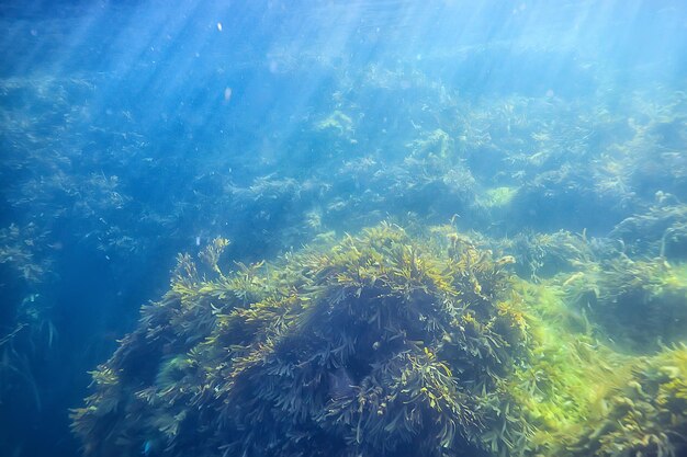 underwater landscape reef with algae, sea north, view in the cold sea ecosystem