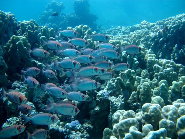 Underwater life of the Red Sea