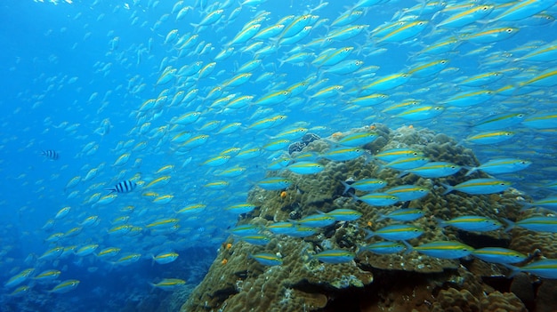 underwater life