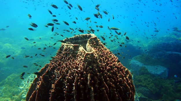 underwater life