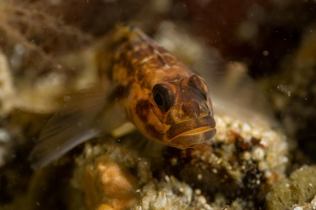 Underwater macro picture of a rock fish