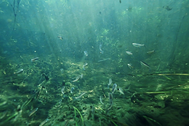 underwater mountain clear river / underwater photo in a freshwater river, fast current, air bubbles by water, underwater ecosystem landscape