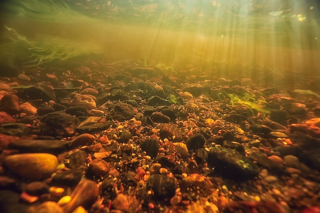 underwater photo of freshwater pond / underwater landscape with sun rays and underwater ecosystem, algae and water lilies