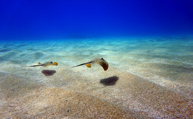 Underwater photography scene with beautiful stingray