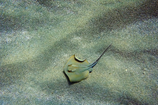 Underwater photography scene with beautiful stingray