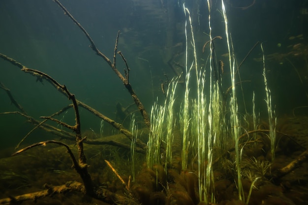 Underwater scene at the bottom of a lake Nature Background