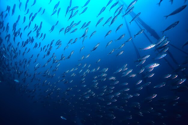 underwater scene / coral reef, world ocean wildlife landscape