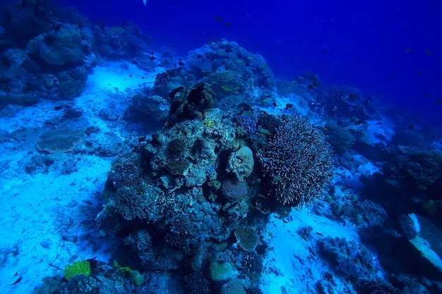 underwater scene / coral reef, world ocean wildlife landscape