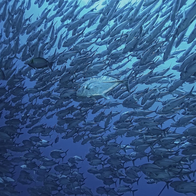 underwater scene / coral reef, world ocean wildlife landscape