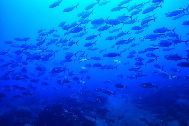 underwater scene / coral reef, world ocean wildlife landscape