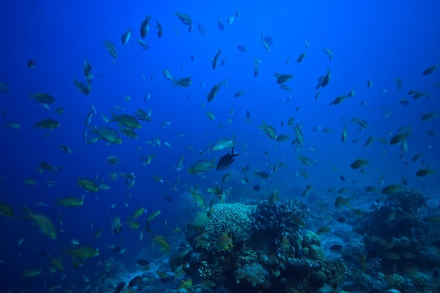 underwater scene / coral reef, world ocean wildlife landscape