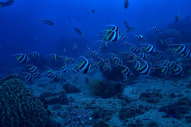 underwater scene / coral reef, world ocean wildlife landscape