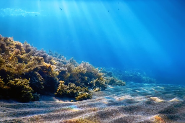 Underwater Scene, fish Underwater Life, Marine Life