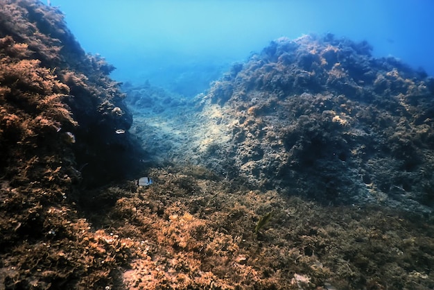 Underwater Scene, fish Underwater Life, Marine Life