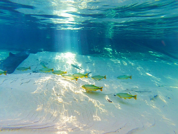 Underwater scene and fishes