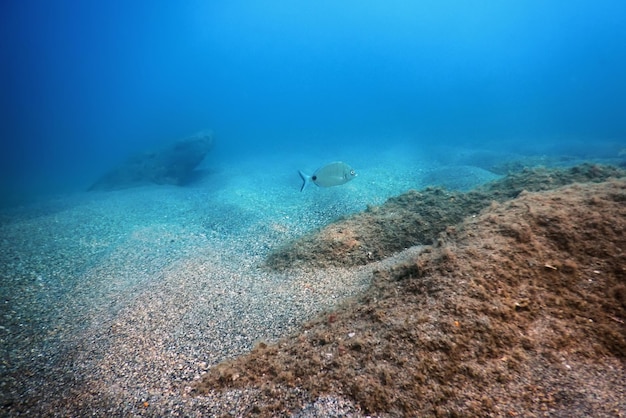 Underwater Scene Sunlight fish Underwater Life