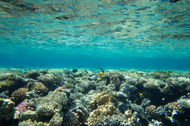 Underwater scene with copy space