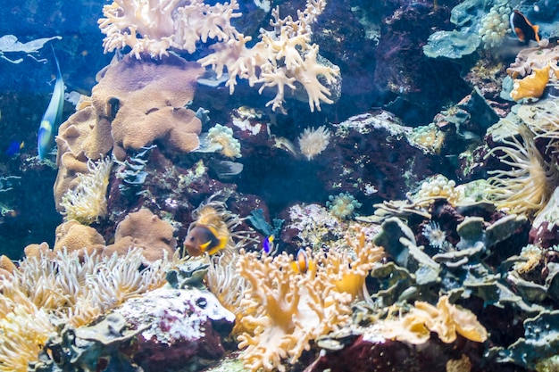 underwater, seabed with fish and coral reef