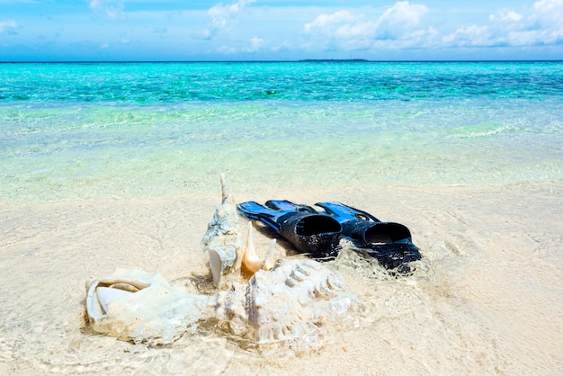 Underwater shells and flippers on the sand on the shore of the Indian Ocean