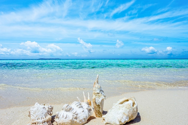 Underwater shells on the sand on the shore of the Indian Ocean Maldives